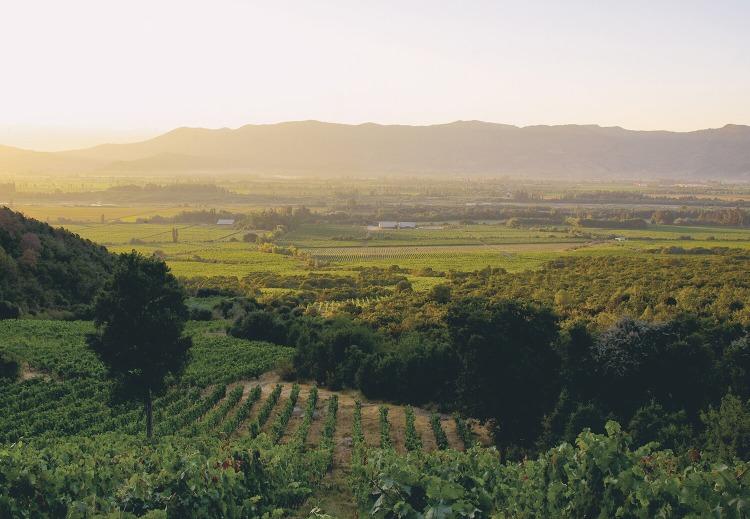 EMW丨签约智利埃米利亚纳酒庄 成为白星/灵橡/地心系列中国内地独家进口及经销商2022